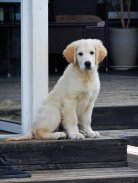 c551dee83e3e2f21b8ebfbfd59ee336f_138x183