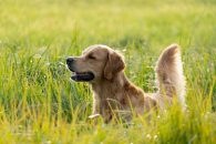 c553d53fe3dc98031861b1af049a29a9_195x130_fill