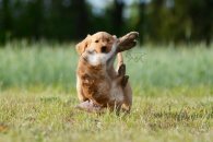 c5eeea189bf5952d51ff7a276df51db3_195x130_fill