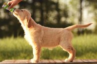 c65603ce4b4a17cc8c034de6577a435f_195x130_fill