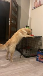 c697ae0ad24109349ed1f58c4a7893ad_150x266