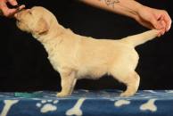 c7790e3e838fff89f4d13d694245b482_194