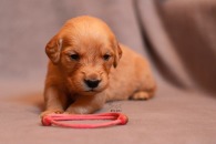 c8f0f20f0db9266fb72b94fdee6d973d_195x130_fill