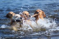 c8f6917530d994c78d8f20c5a4792c0e_195