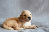 c9a798d18b5557c2b24e9ddb12f8ed9a_195x130_fill