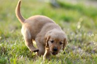 ca3160c167962d6c46d62390134b9a08_195x130_fill