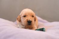 ca3cf98d88317f115fe3161e0393ab3d_195x130_fill