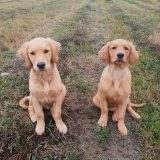 ca79600d495941573b1c03a147659294_160x160_fill