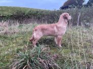 cc3191ae5fd77546310390730c4ffbc1_184x138_fill