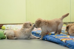 cc38f925abf986efa89ba369fdb13602_246