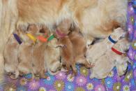 ccd28afc98b610aa9e9a564ce45cde4c_195