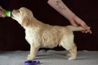 cce8d9b2e4fbc0b793c441771174310b_194