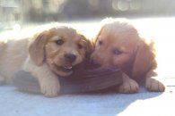 cd13ef70017199bfc96e9029cfebc452_195x130_fill