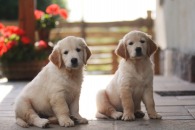 cd9c6f93d6b08fe9f43c057aa2f8c77c_195