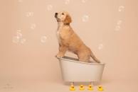 cde53d609a62710318f14cf1ced45b5d_194