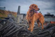 ceb5e329ed51f643433816940a649639_195x130_fill