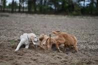 cf29192625754e3bd650b09cccaa0da3_195