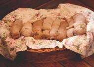 cf86555e061cda126884189eda40cb79_190