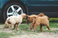 cf906fd5d78bcfc594953e13ea4c51c0_195x130_fill