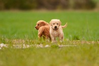 cfab5448f0f87960628f34238e4ed3db_195x130_fill