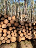 cfed9a2ff443e391fc718ac2b4862dca_138x184_fill