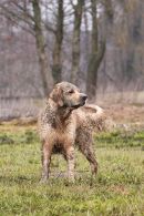 d07f209228373e78496731aa9b8cf0da_130x195