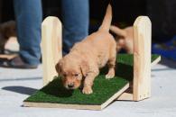 d08953e060e95260bb0fa39bfbb5937a_195