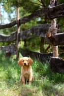 d0f623ca1d09040a23c15cd26296ba40_130x195