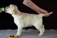 d1010f9947d792f3017b331f36c74cbd_194