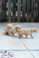 d13a983aa502446a1d1a2778e1ef97cf_130x195_fill