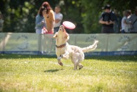 d1669871d583cf9bb479cd5e9b2cb522_194