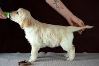 d3c4004d6767769eee150fbc34bda3ff_195x130_fill