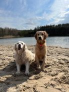 d42dfb5ca721b8577320ecfbac6f785a_138x184_fill