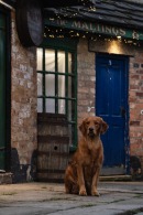 d4389be69477072eeab6e563d264c6aa_130x195