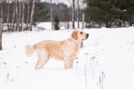 d4b3f891453b15c17ede070126fb12a3_195