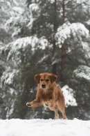 d4d20c8b318c4f3189dfd8054cc236e3_130x195