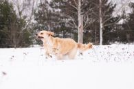 d4d3c2fd6cfb56ada156de4dc5893752_195