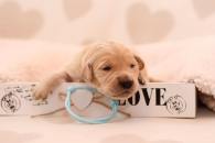 d51d5d7514846fc6e2b59c15be8ee70f_195