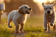 d531d0faa7a04f98d2d40a6bd895ad16_194