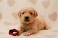 d563d1bac7ae386886cd9004f1b41729_195x130_fill