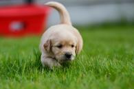 d5ce7e180358ae261cecf162c1aa1b05_195x130_fill