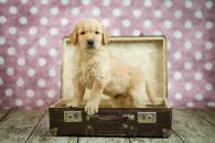 d61cc52f5f1adbef6c0018ed63ad8751_195