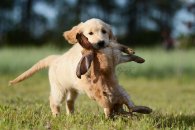 d6794b38447063edbeb1a9b941aaf46e_195x130_fill