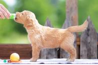 d847061971f1cc500cf04d40e6406645_195x130_fill