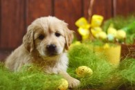 d85b2fdb52753d0fe29db083b332b7d2_195x130_fill