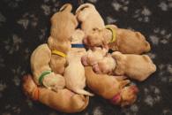 d89077da9a3551e3c924b12d9397ab0a_195