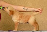 d8ba44fb47a28d7d8cc53474e96991c6_194