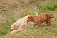 d9480037bcf848122ab00e59c856df0b_195x130_fill