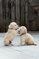 d94d364291ae0e7318a40187250f98e8_130x195_fill