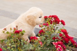 d994ebbed3d5377b9d0119c9ab10c628_246